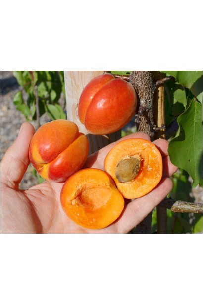 Абрикосы Компанило мякоть плодов